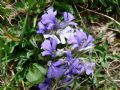 Ajuga tenorei